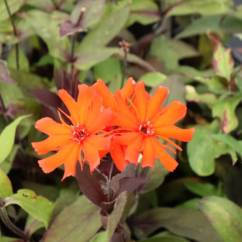 Lychnis arkwrightii Vesuvius (Floração)
