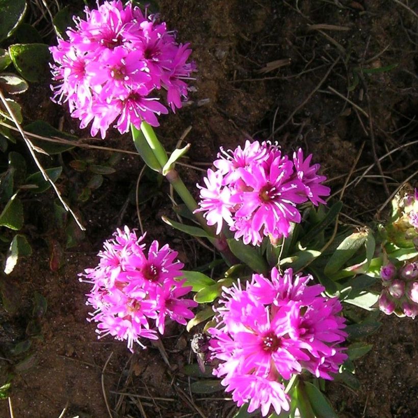 Lychnis alpina (Floração)