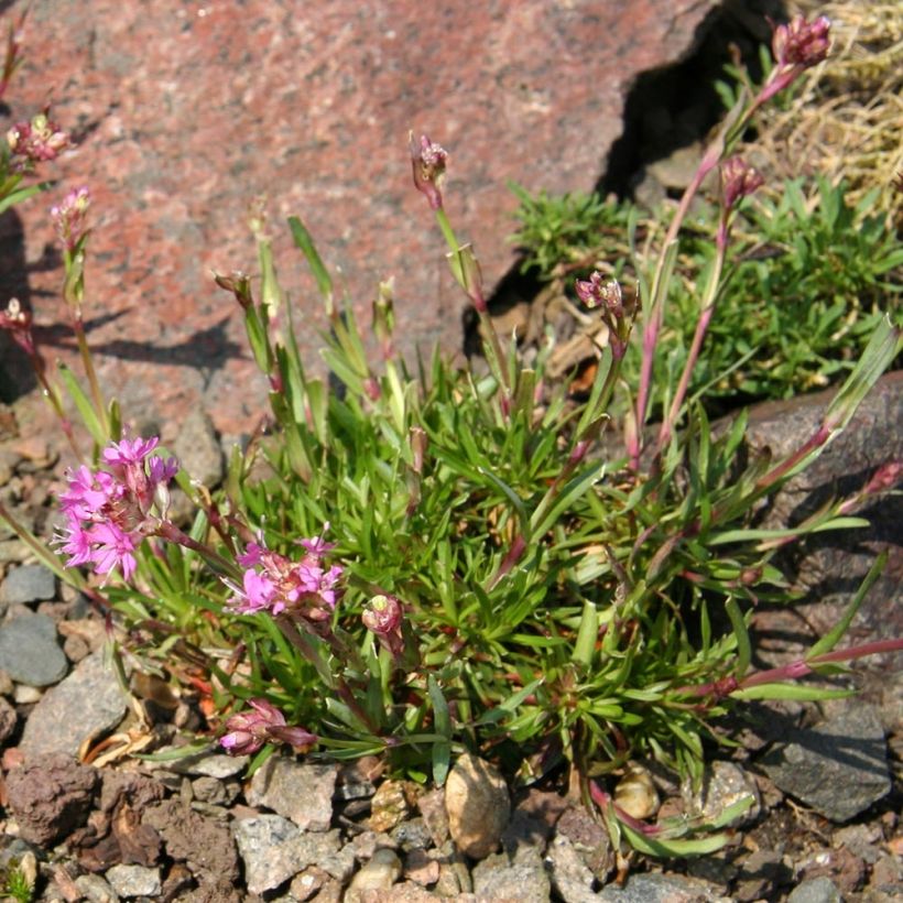 Lychnis alpina (Hábito)