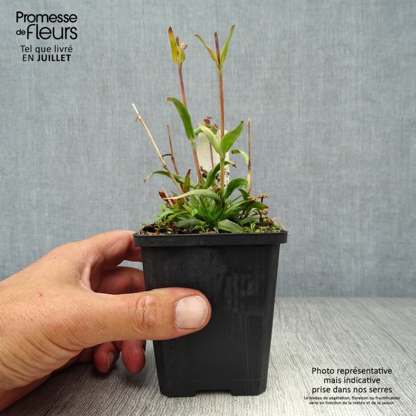 Amostra de Lychnis alpina Vaso de 8/9 cm tal como entregue no verão