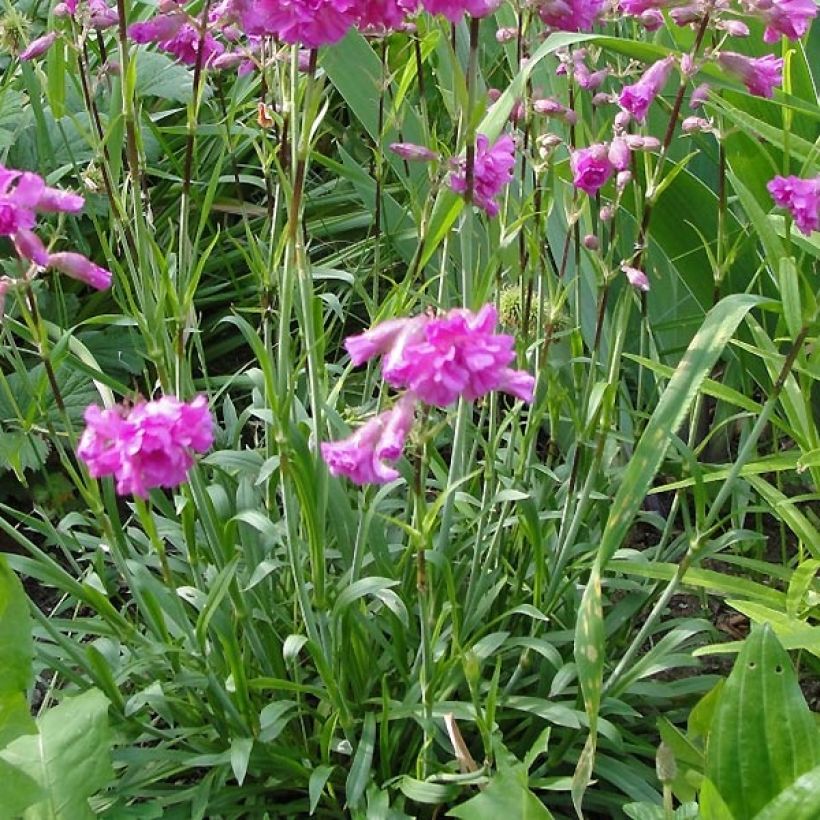 Lychnis alpina Rosea (Folhagem)