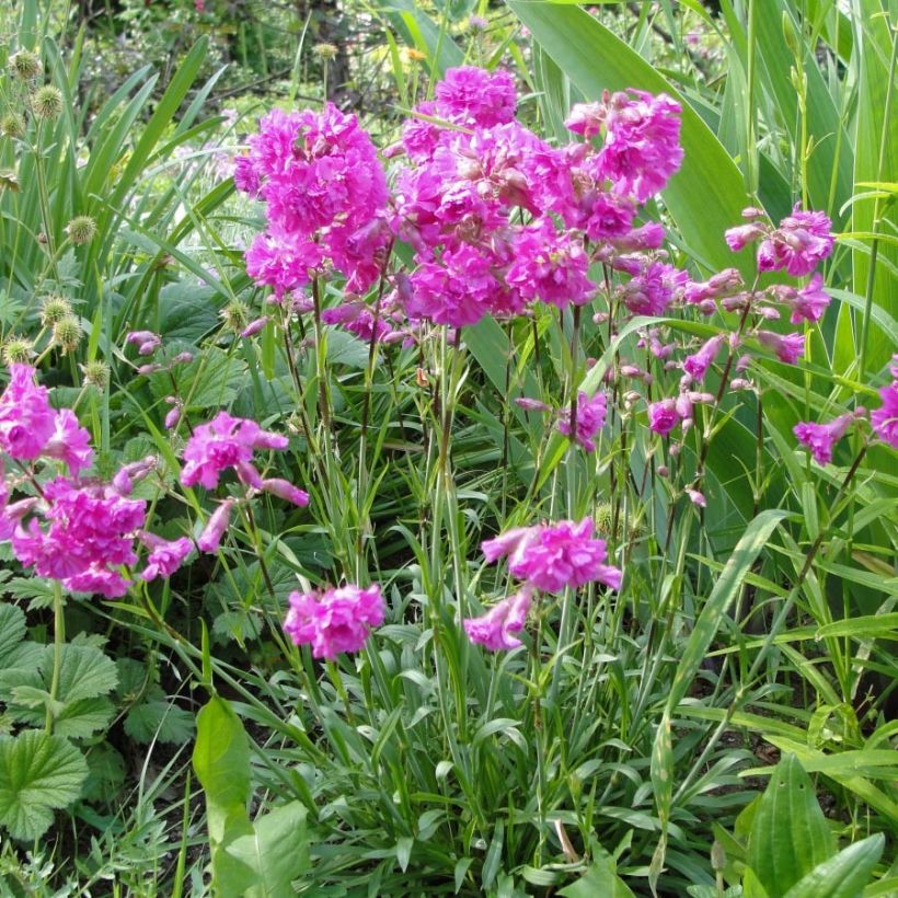 Lychnis alpina Rosea (Hábito)