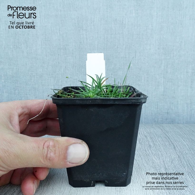 Amostra de Lychnis alpina Rosea Vaso de 8/9 cm tal como entregue no outono