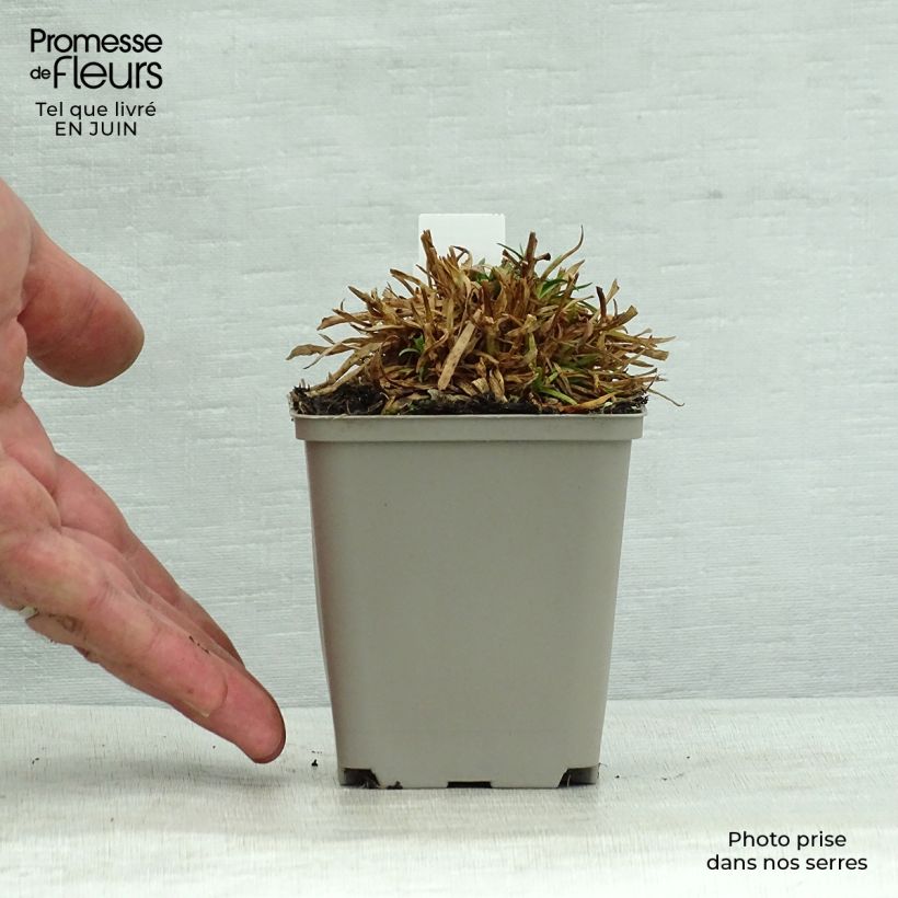 Amostra de Lychnis alpina Rosea Vaso de 8/9 cm tal como entregue no verão