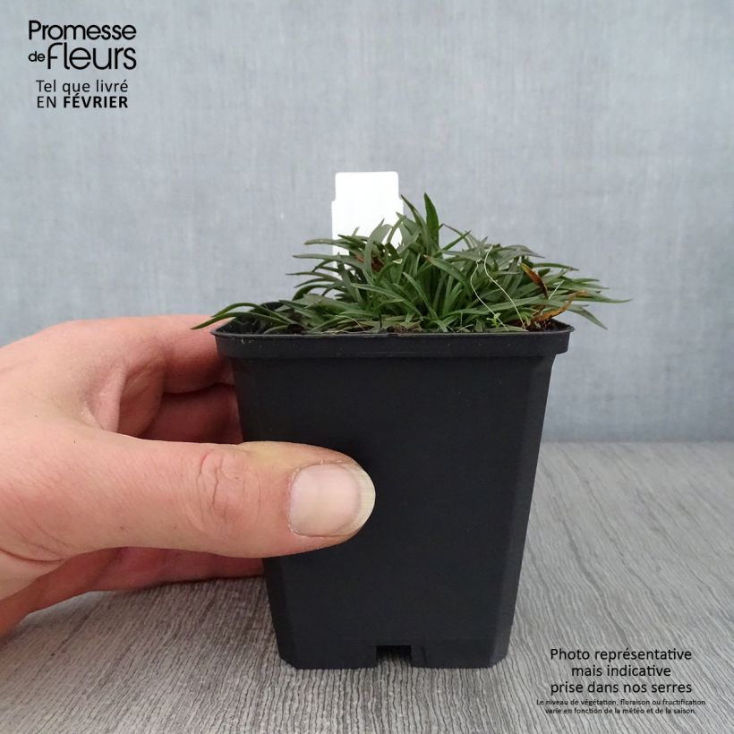 Amostra de Lychnis alpina Rosea- Lychnis des Alpes Rosea - Silene suecica - Viscaria alpina Vaso de 8/9 cm tal como entregue no inverno