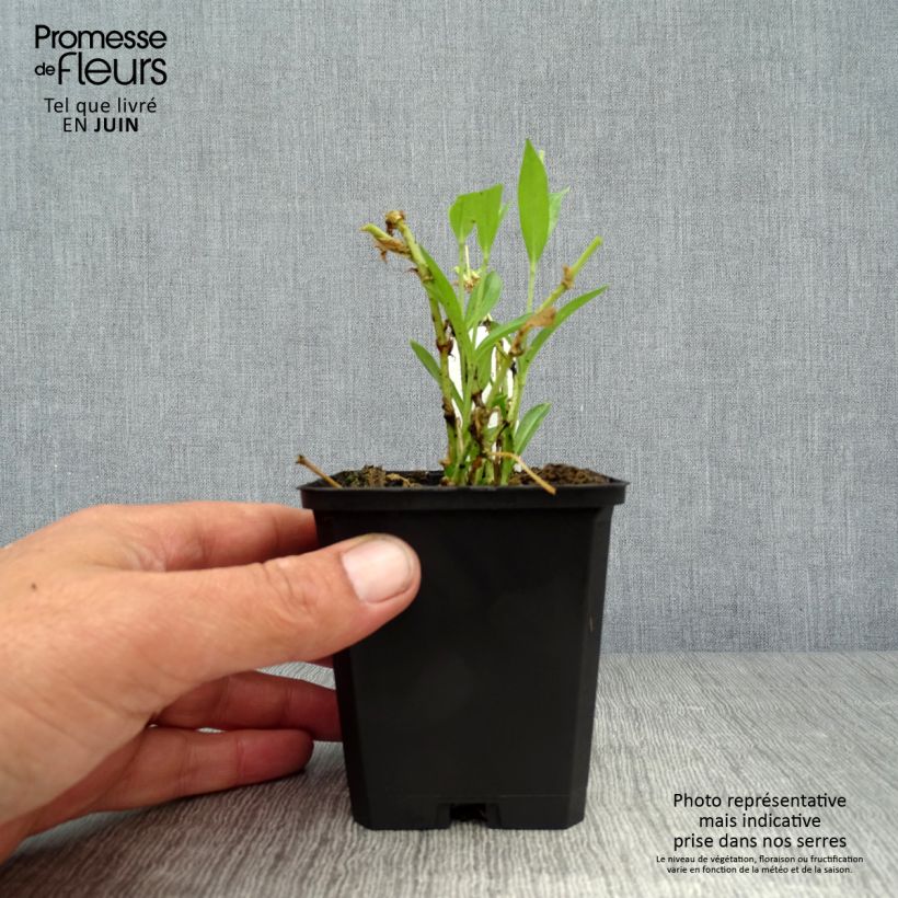 Amostra de Lychnis chalcedonica Alba Vaso de 8/9 cm tal como entregue no verão