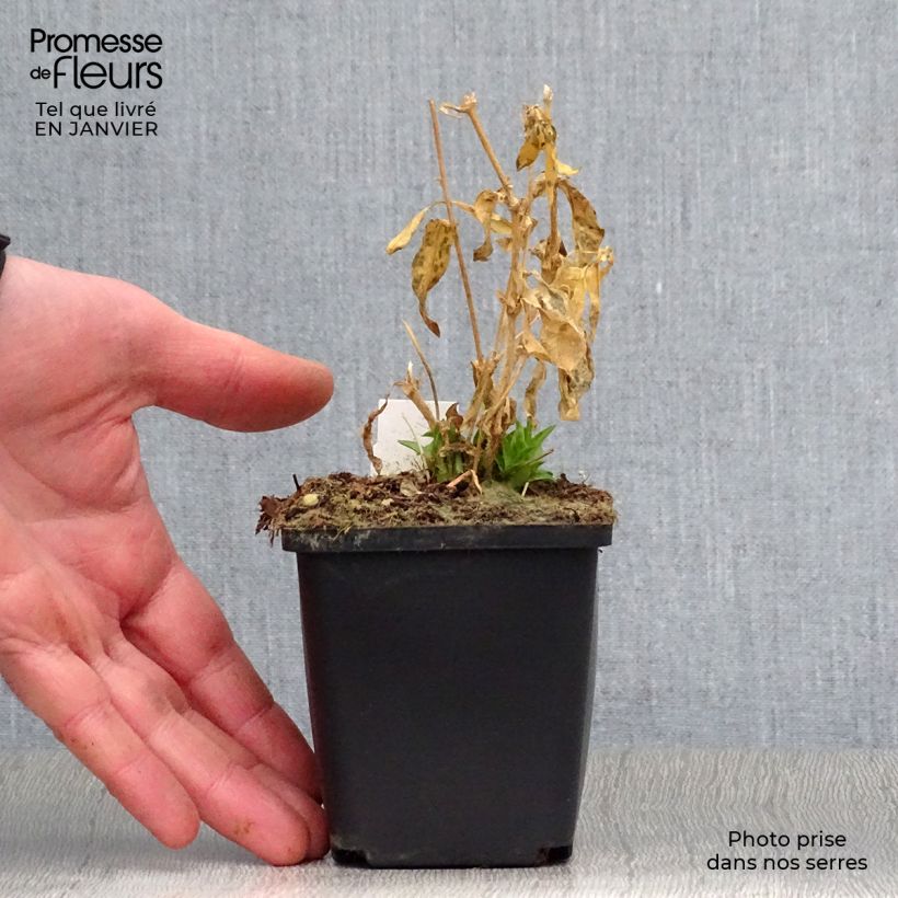 Amostra de Lychnis chalcedonica Alba - Croix de Jérusalem blanche Vaso de 8/9 cm tal como entregue no inverno