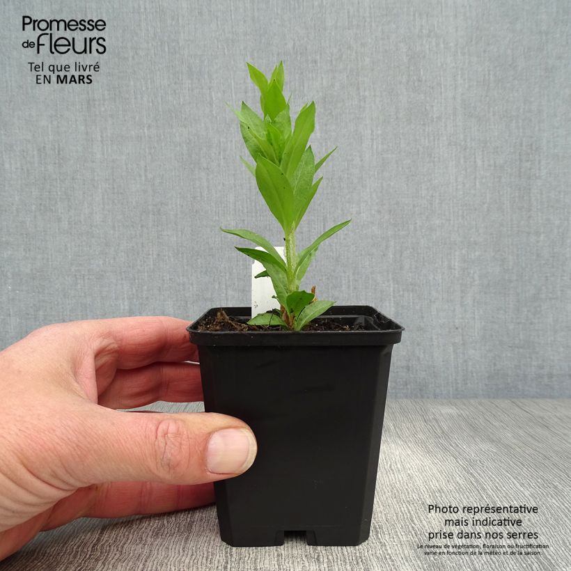 Amostra de Lychnis chalcedonica Alba Vaso de 8/9 cm tal como entregue na primavera