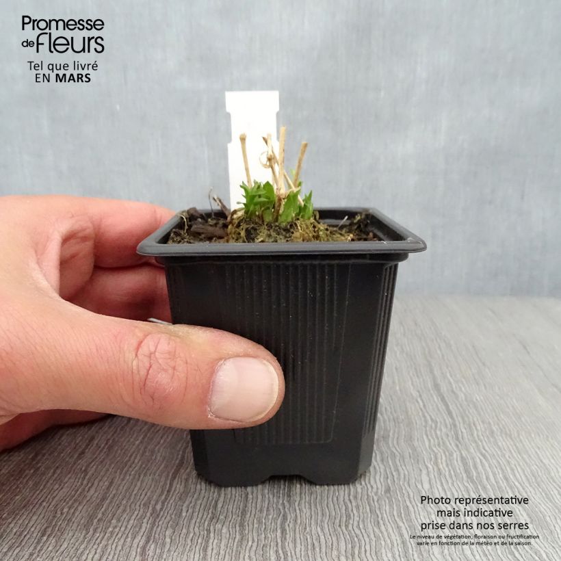 Amostra de Lychnis chalcedonica Flore Pleno Vaso de 8/9 cm tal como entregue na primavera