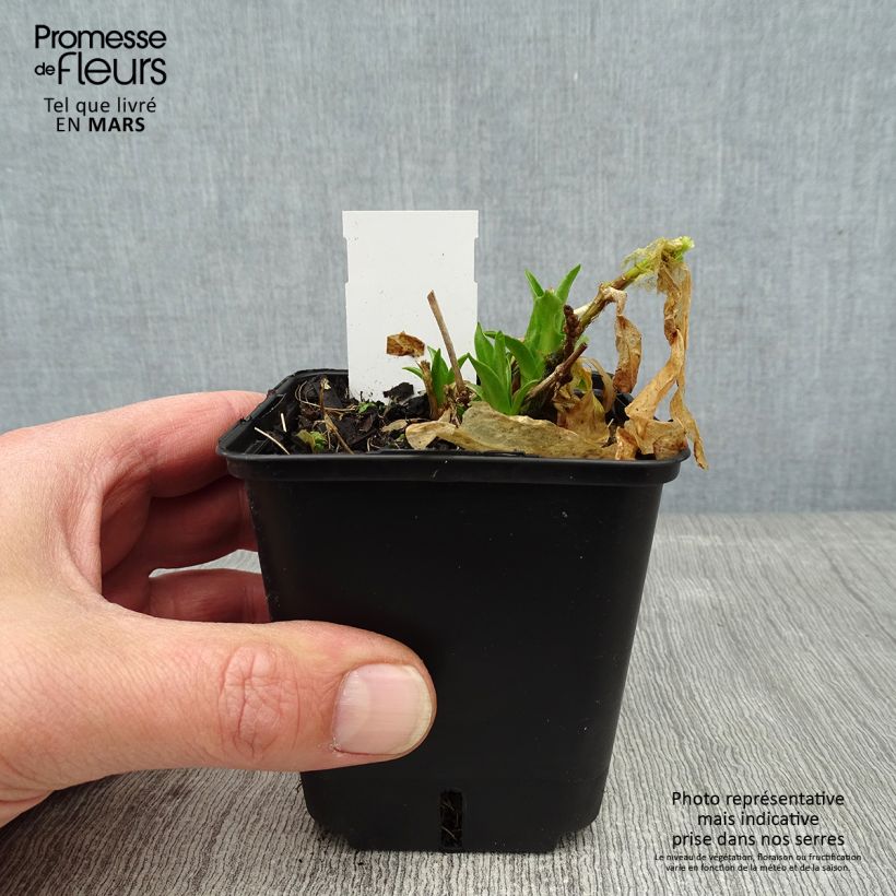 Amostra de Lychnis chalcedonica Flore Pleno Vaso de 8/9 cm tal como entregue no inverno