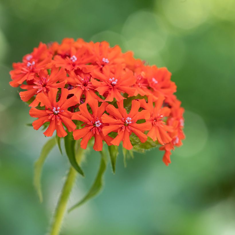 Lychnis chalcedonica Flore Pleno (Floração)