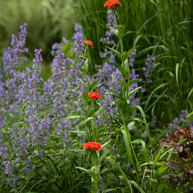 Lychnis chalcedonica Flore Pleno (Hábito)