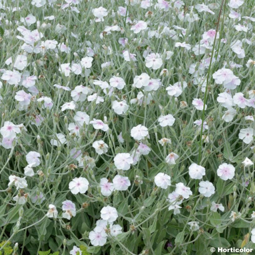 Lychnis coronaria Alba (Floração)