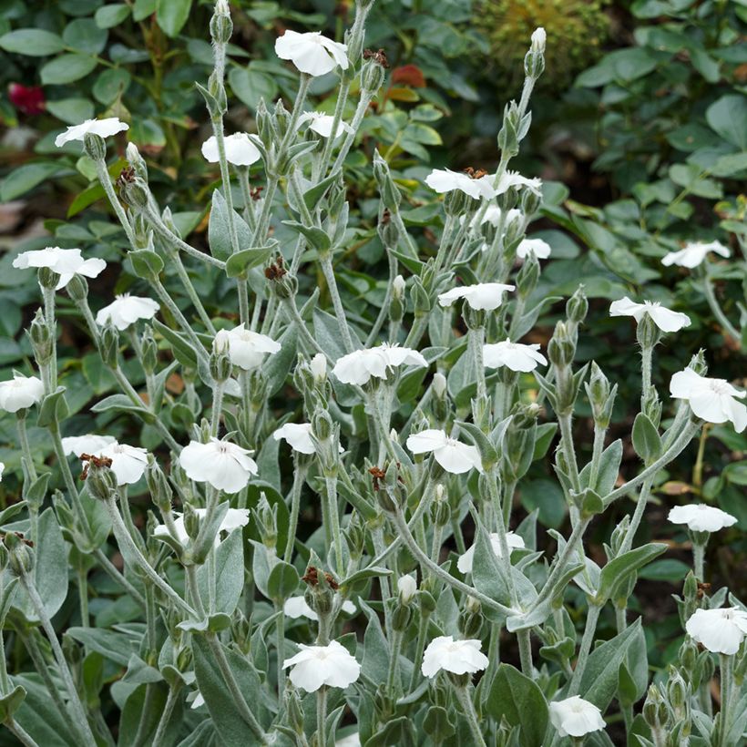 Lychnis coronaria Alba (Hábito)
