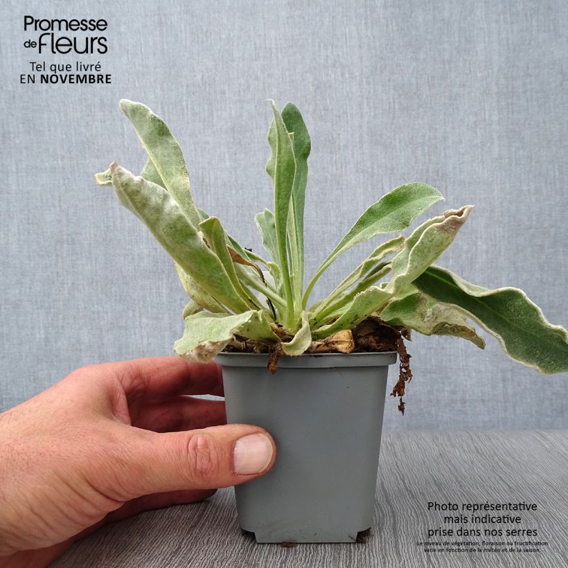 Amostra de Lychnis coronaria Alba Vaso de 8/9 cm tal como entregue no outono