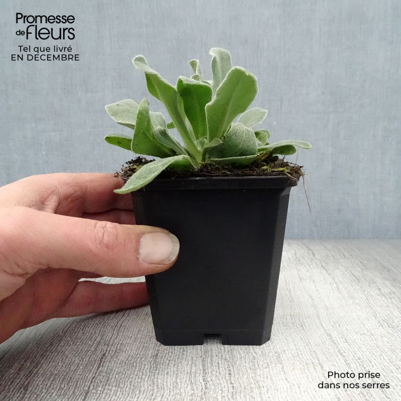 Amostra de Lychnis coronaria Alba Vaso de 8/9 cm tal como entregue no inverno