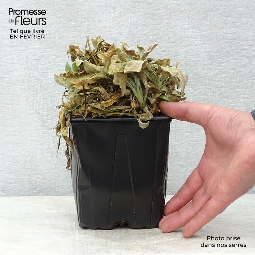 Amostra de Lychnis coronaria Alba Vaso de 2 L/3 L tal como entregue no inverno