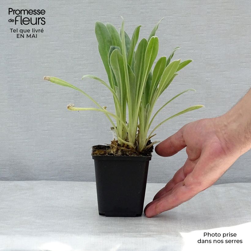 Amostra de Lychnis coronaria Alba Vaso de 8/9 cm tal como entregue na primavera