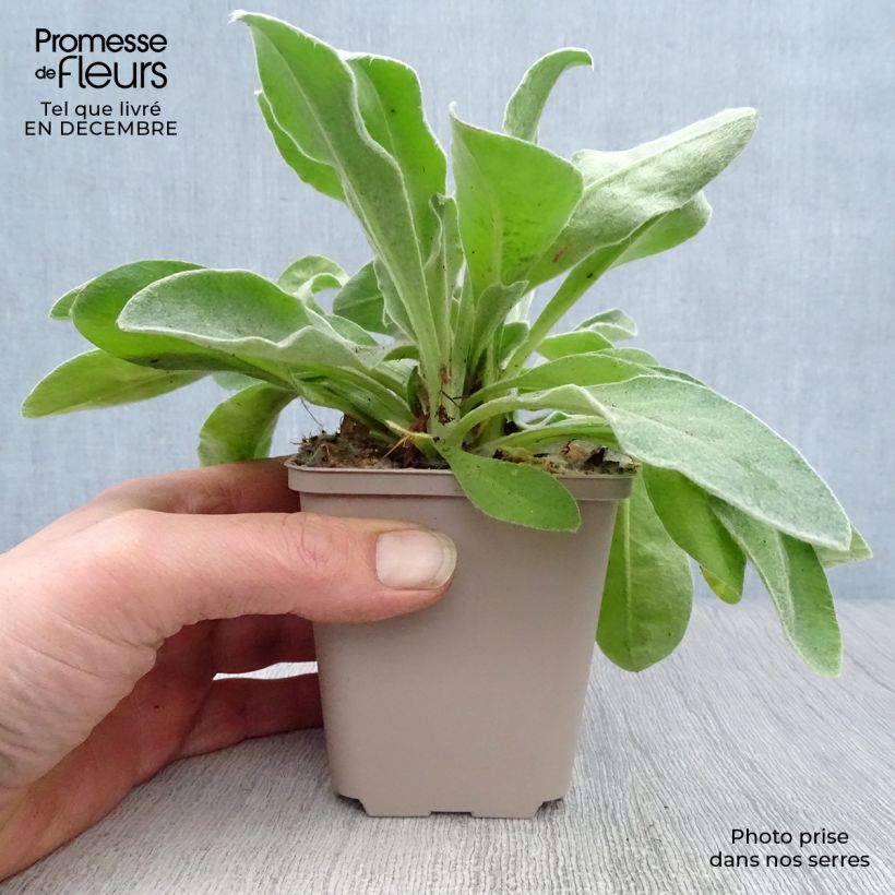 Amostra de Lychnis coronaria Angel's Blush (Oculata) Vaso de 8/9 cm tal como entregue no inverno