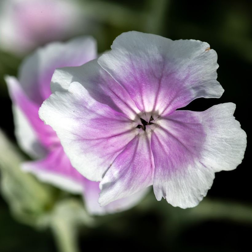 Lychnis coronaria Angel's Blush (Oculata) (Floração)