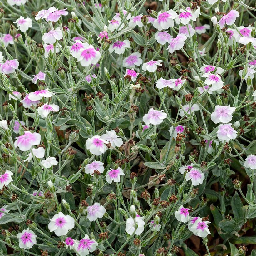 Lychnis coronaria Angel's Blush (Oculata) (Hábito)