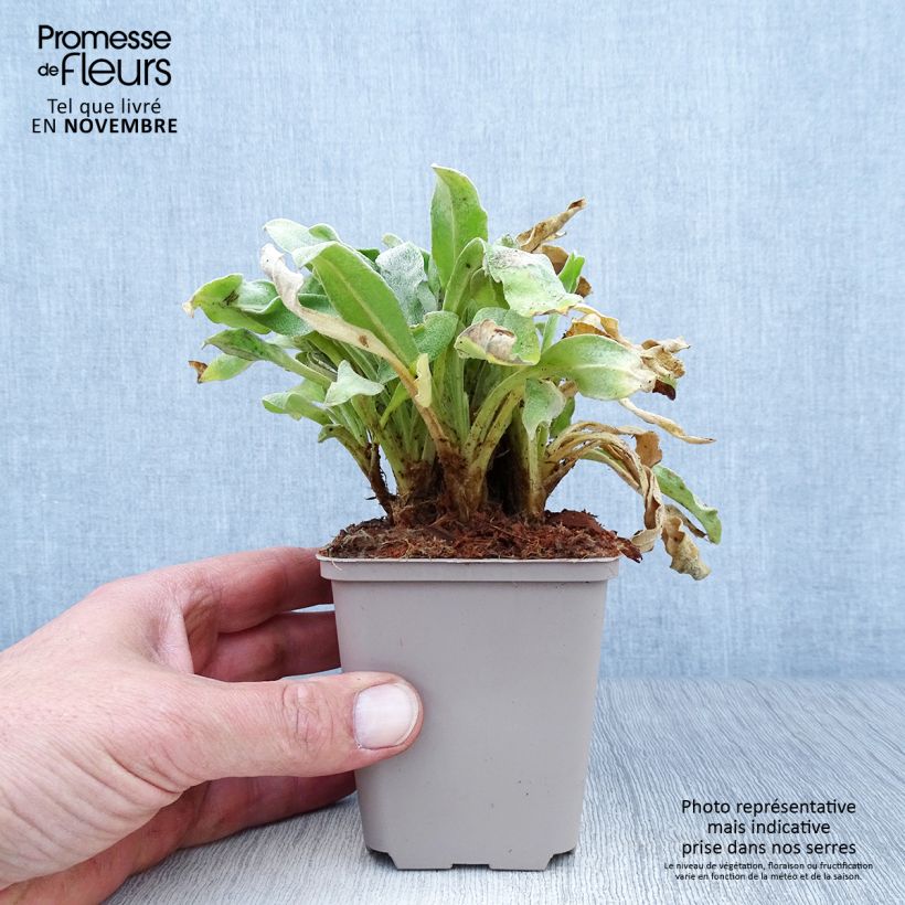 Amostra de Lychnis coronaria Angel's Blush (Oculata) Vaso de 8/9 cm tal como entregue no outono