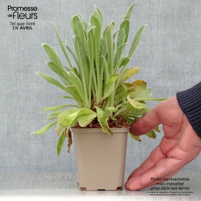 Amostra de Lychnis coronaria Angel's Blush (Oculata) Vaso de 8/9 cm tal como entregue na primavera