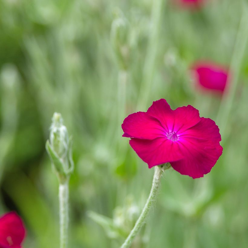 Lychnis coronaria Atrosanguinea (Floração)