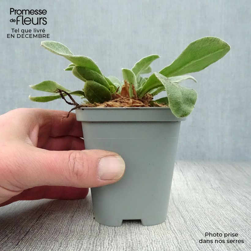 Amostra de Lychnis coronaria Atrosanguinea Vaso de 8/9 cm tal como entregue no inverno