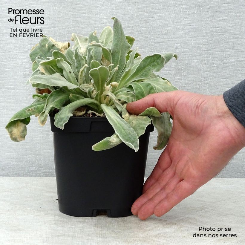 Amostra de Lychnis coronaria Atrosanguinea Vaso de 2 L/3 L tal como entregue no inverno