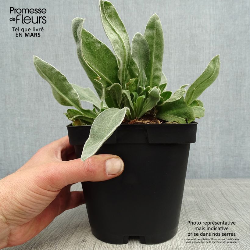 Amostra de Lychnis coronaria Atrosanguinea Vaso de 2 L/3 L tal como entregue na primavera