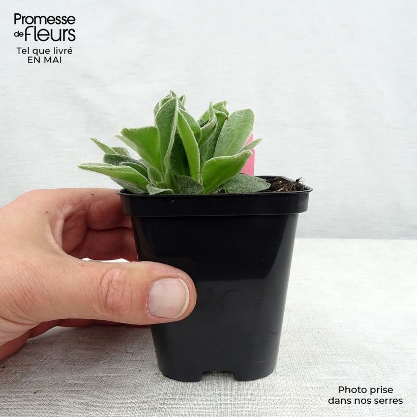 Amostra de Lychnis coronaria Atrosanguinea Vaso de 8/9 cm tal como entregue na primavera