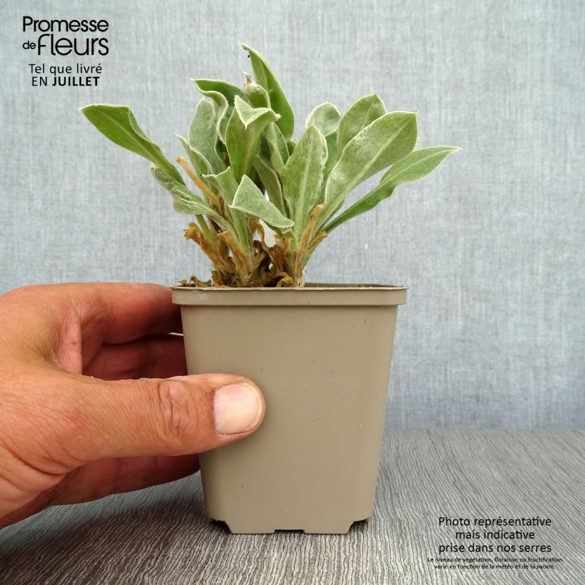 Amostra de Lychnis coronaria Vaso de 8/9 cm tal como entregue no verão