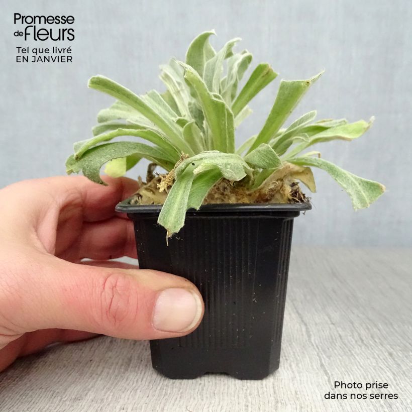 Amostra de Lychnis coronaria Vaso de 8/9 cm tal como entregue no inverno