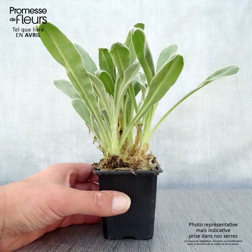 Amostra de Lychnis coronaria Vaso de 8/9 cm tal como entregue na primavera