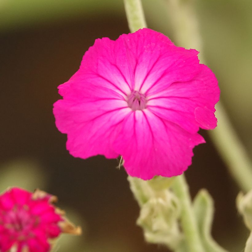 Lychnis coronaria (Floração)