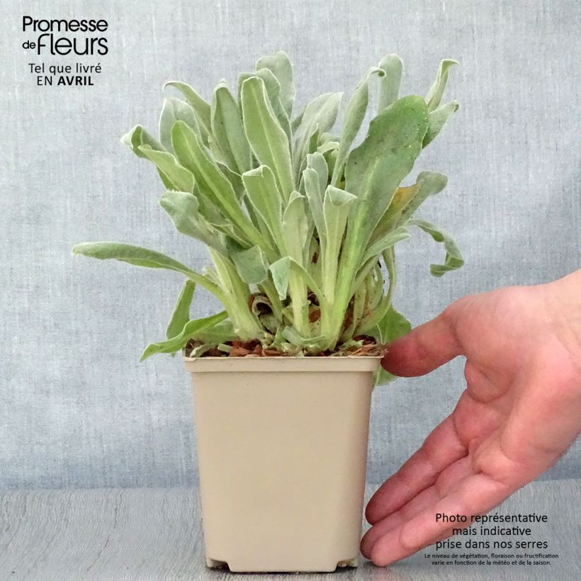 Amostra de Lychnis coronaria Gardener's World Vaso de 8/9 cm tal como entregue na primavera