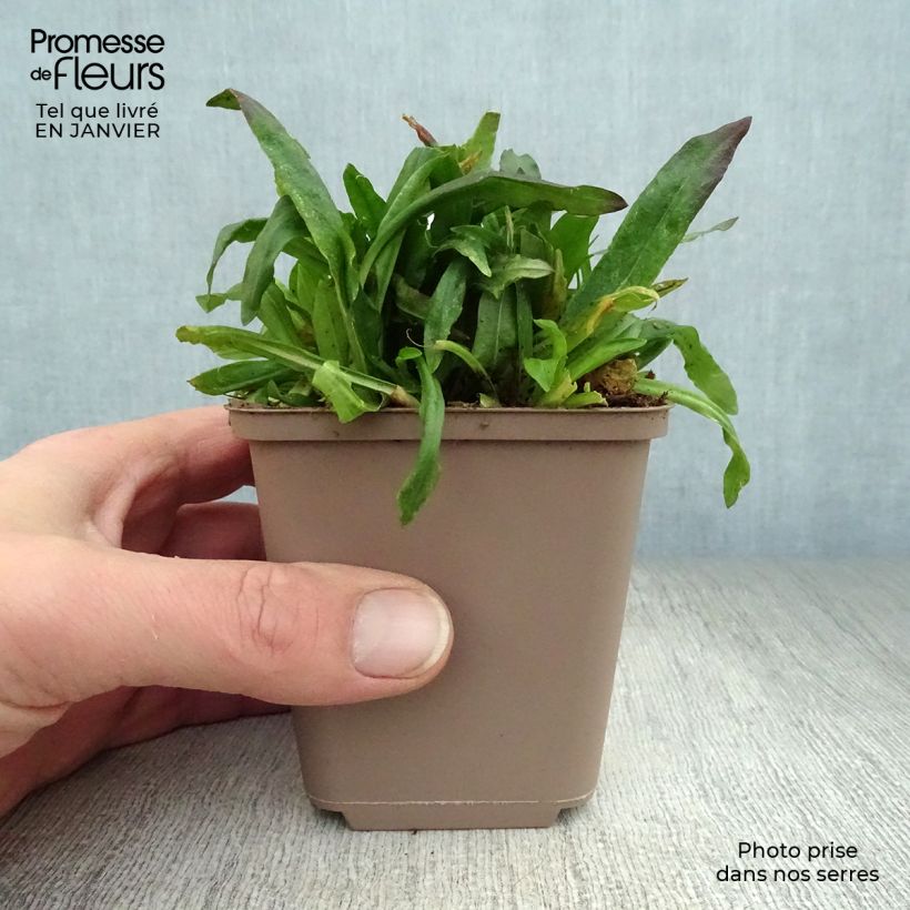 Amostra de Lychnis flos cuculi Jenny - Oeillet des prés rose  Godet de 7/8 cm tal como entregue no inverno