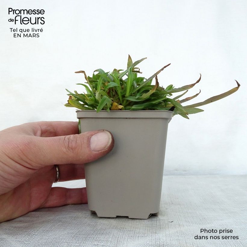 Amostra de Lychnis flos-cuculi Jenny Vaso de 7/8 cm tal como entregue na primavera