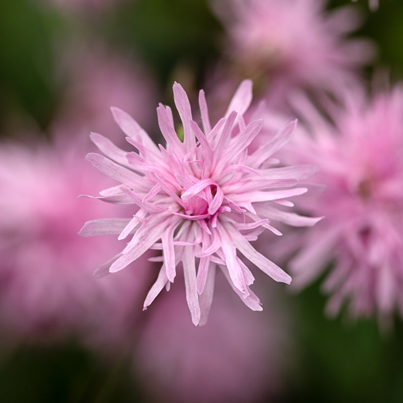 Lychnis flos-cuculi Jenny (Floração)