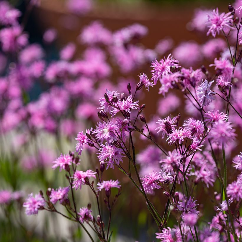 Lychnis flos-cuculi Jenny (Hábito)
