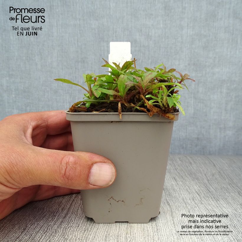 Amostra de Lychnis flos-cuculi Jenny Vaso de 7/8 cm tal como entregue no verão