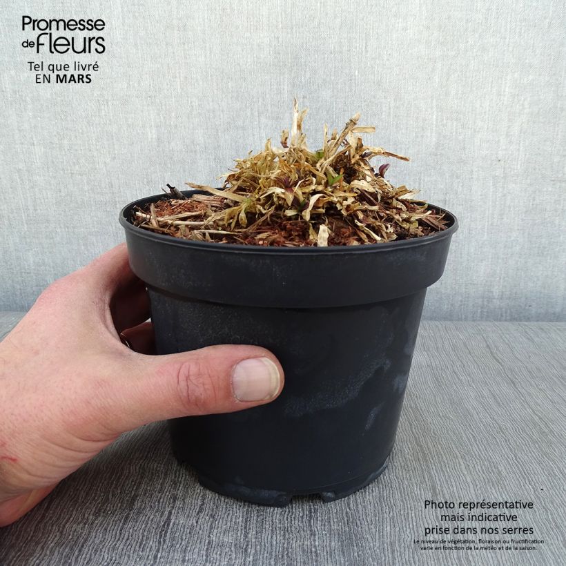 Amostra de Lychnis flos cuculi Jenny - Oeillet des prés rose  Pot de 2L/3L tal como entregue no inverno