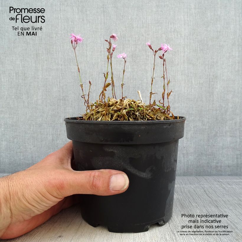 Amostra de Lychnis flos-cuculi Jenny Vaso de 2 L/3 L tal como entregue na primavera