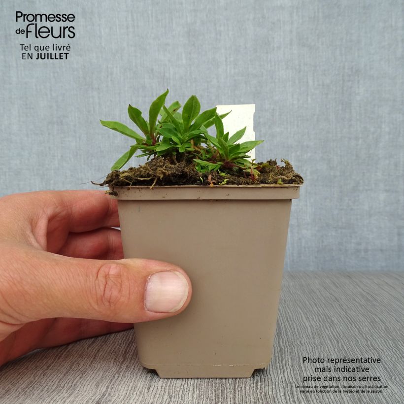 Amostra de Lychnis flos-cuculi Vaso de 8/9 cm tal como entregue no verão