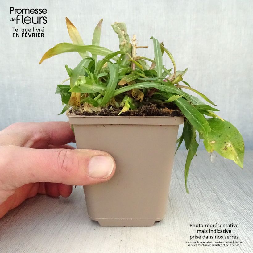 Amostra de Lychnis flos-cuculi - Oeillet des près Vaso de 8/9 cm tal como entregue no inverno