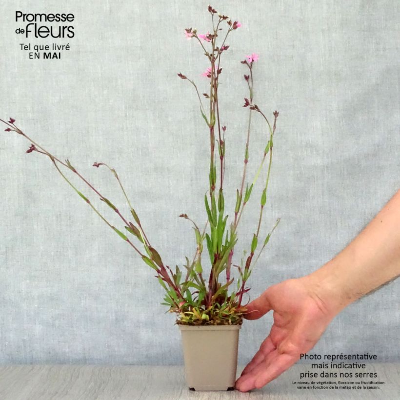 Amostra de Lychnis flos-cuculi Vaso de 8/9 cm tal como entregue na primavera