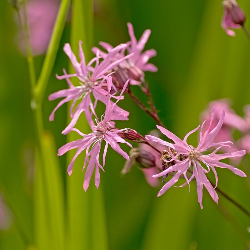 Lychnis flos-cuculi (Floração)