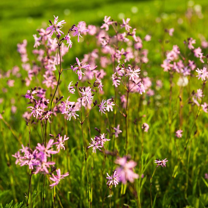 Lychnis flos-cuculi (Hábito)