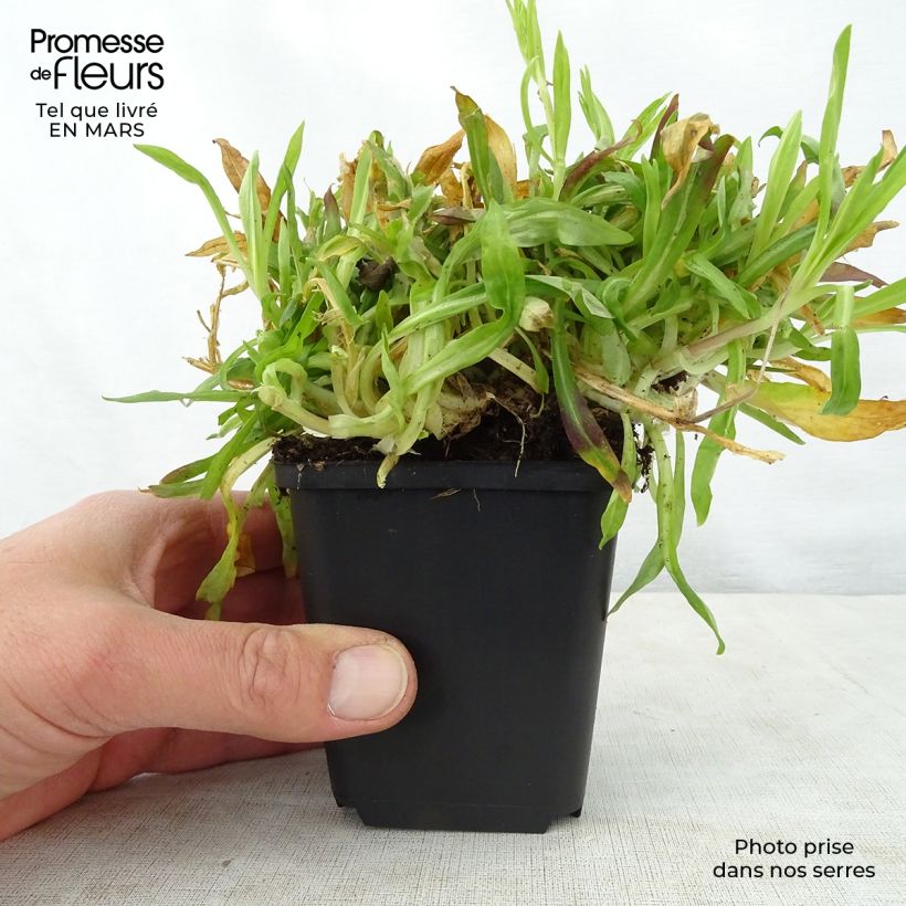 Amostra de Lychnis flos-cuculi Petit Henri Vaso de 8/9 cm tal como entregue na primavera